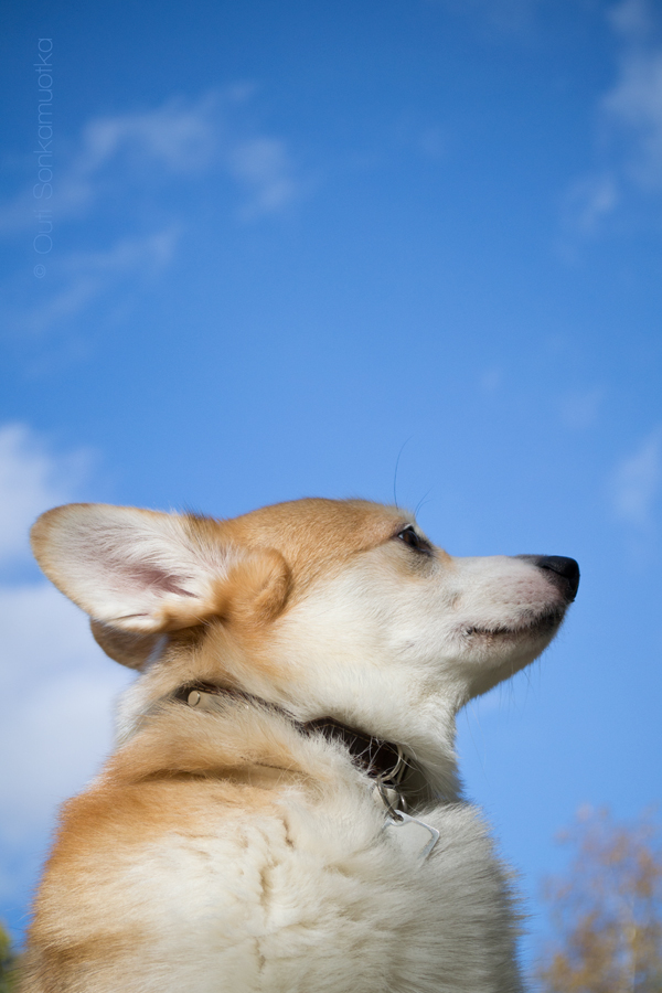 Visionary Corgi