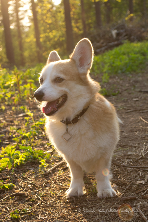 Evening walk with Rauli