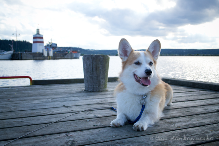 Rauli on a jetty in 2012