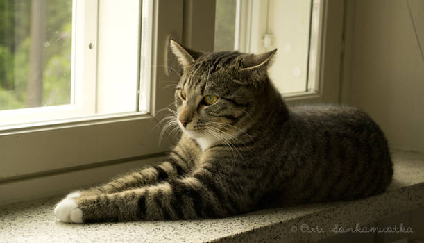 Niehku on a windowsill