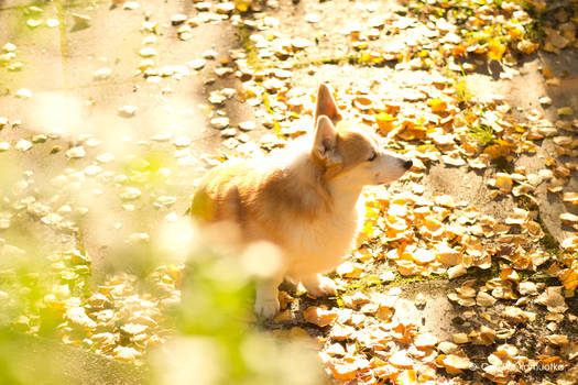 Rauli and yellow leaves I