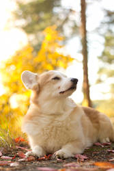 Rauli and yellow leaves II