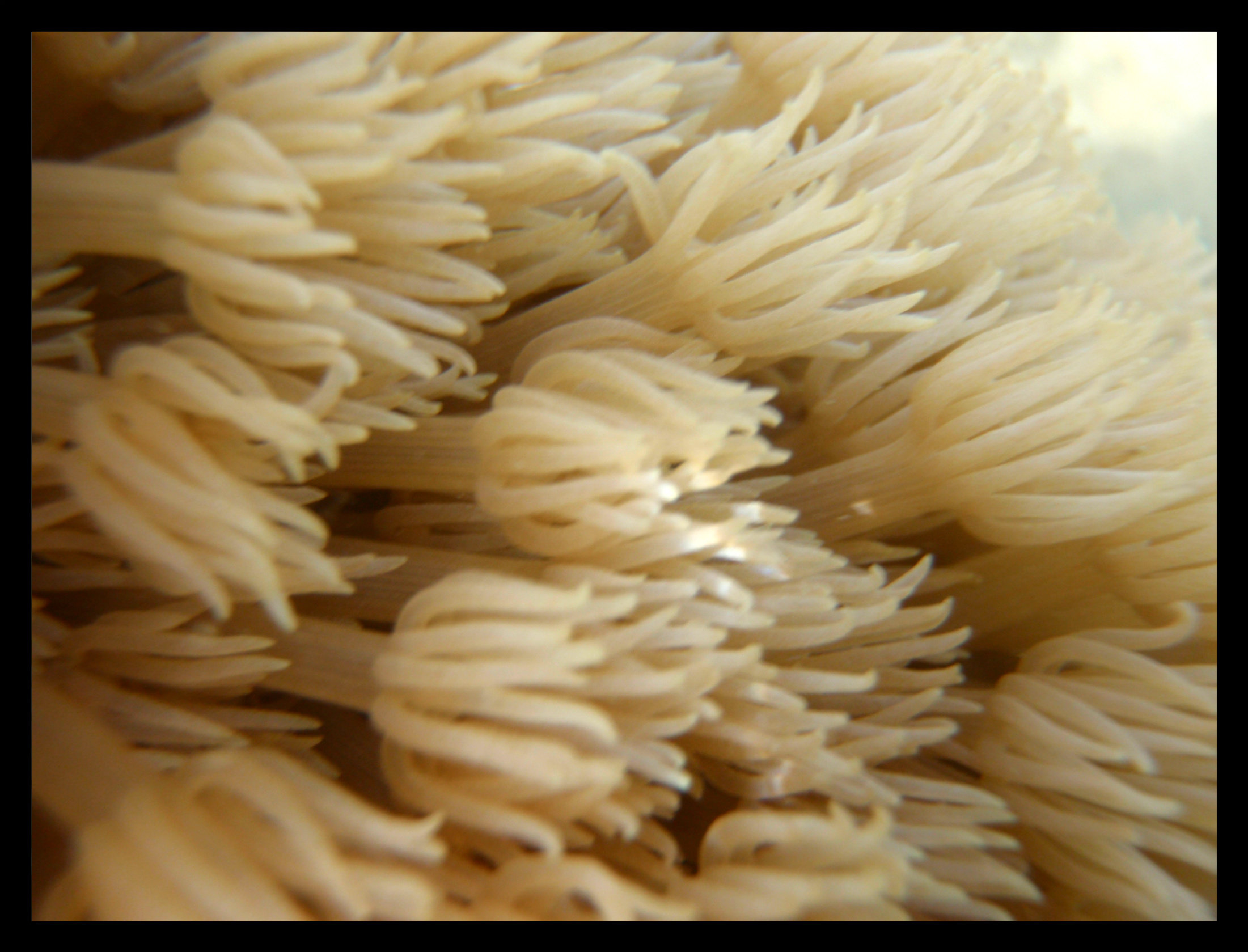 Coral Polyps