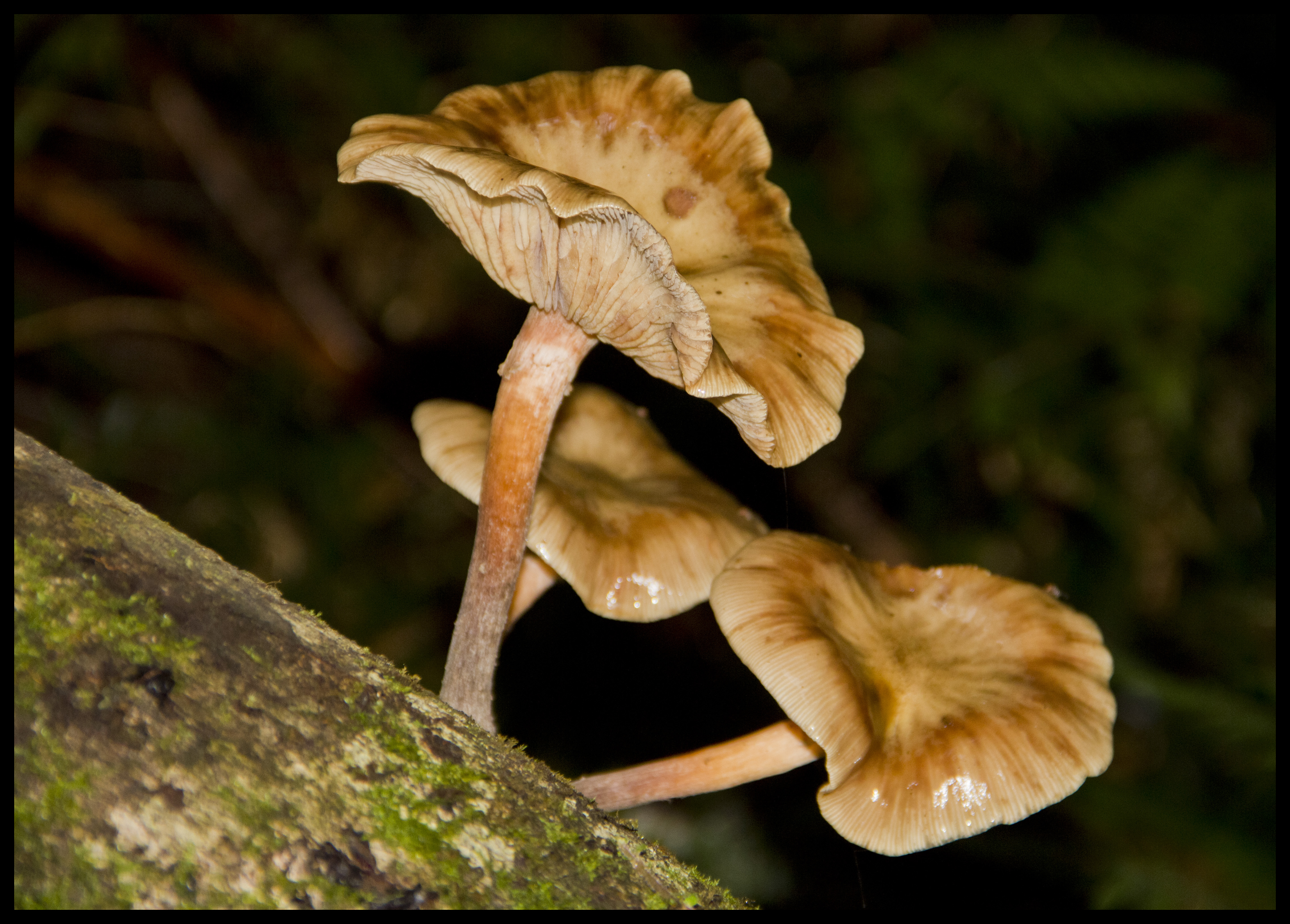 Biological Umbrellas