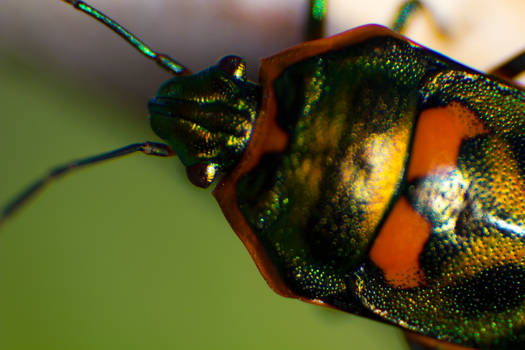 Jewel bug 2