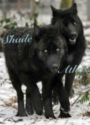 Athos and Shade