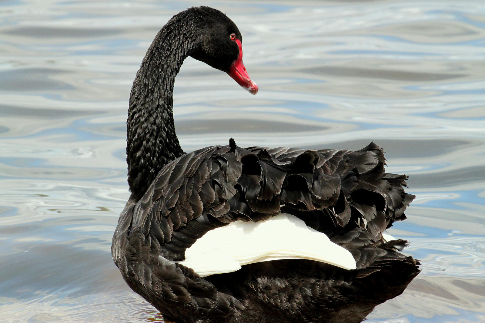 Black Swan 2