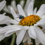 Bluebottle fly