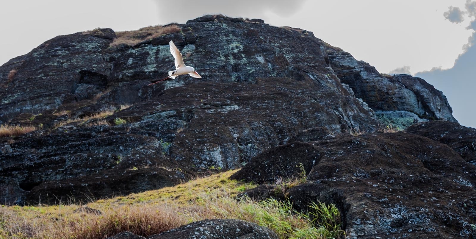 Red Tailed Tropic Bird