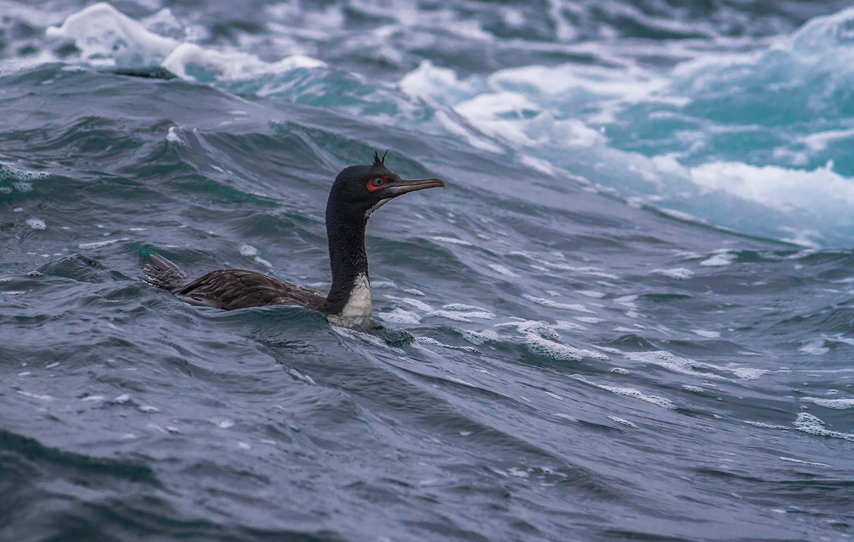 Guanay Cormorant - Ballestas Islands