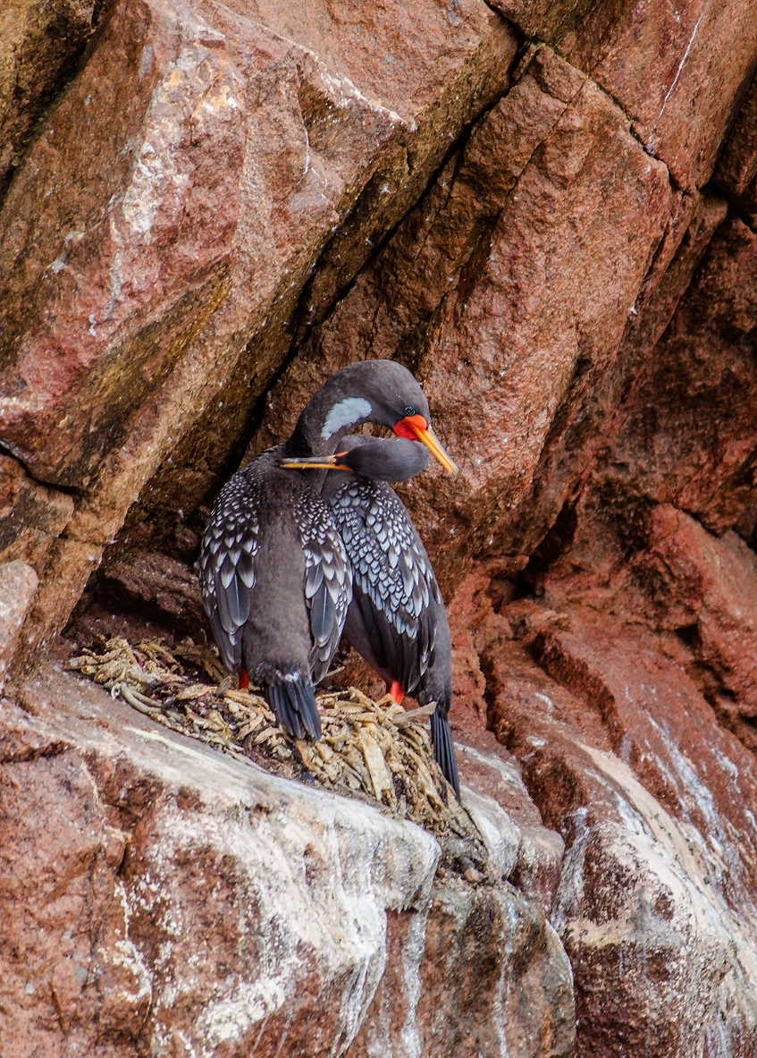 Red Legged Cormorants Mating Ritual