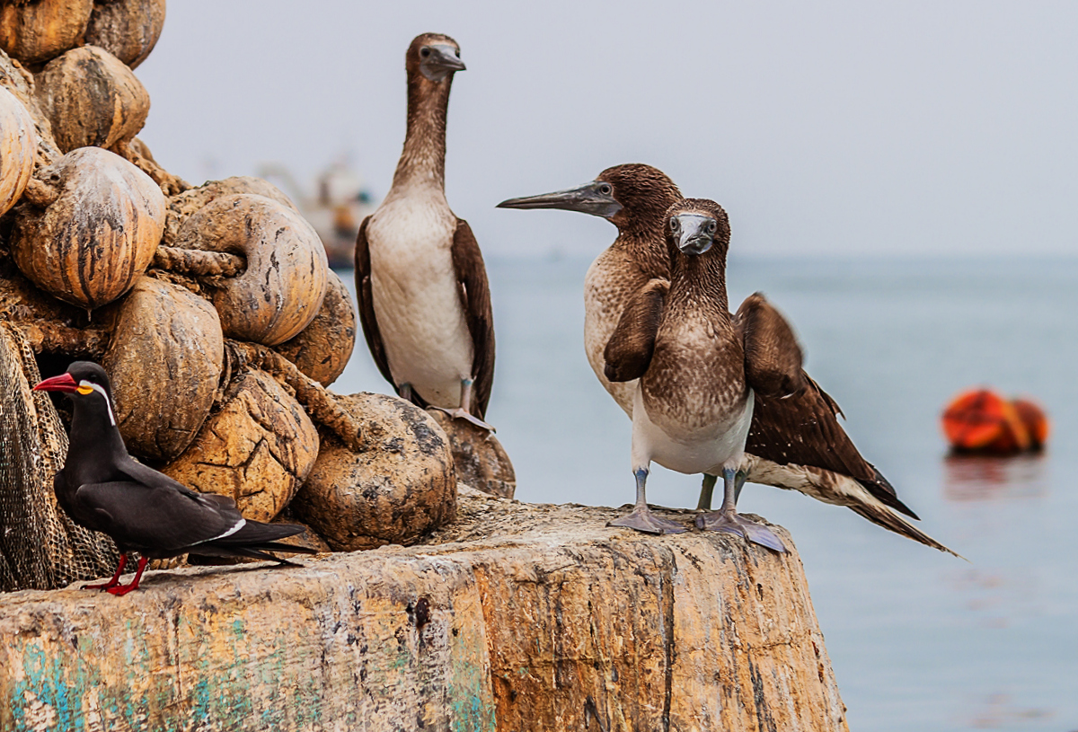 3 Brown Boobies and an Inca Tern