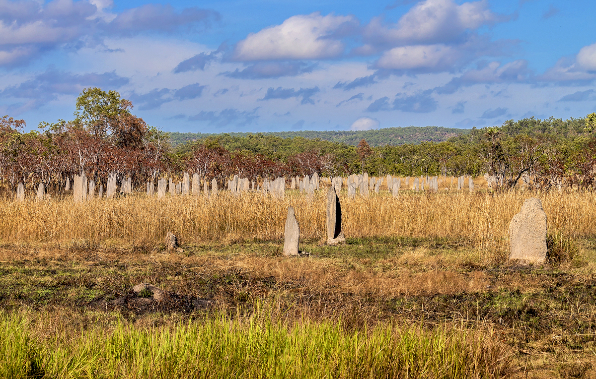 Litchfield National Park - Termite Mounds