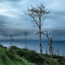 Madeira ocean view