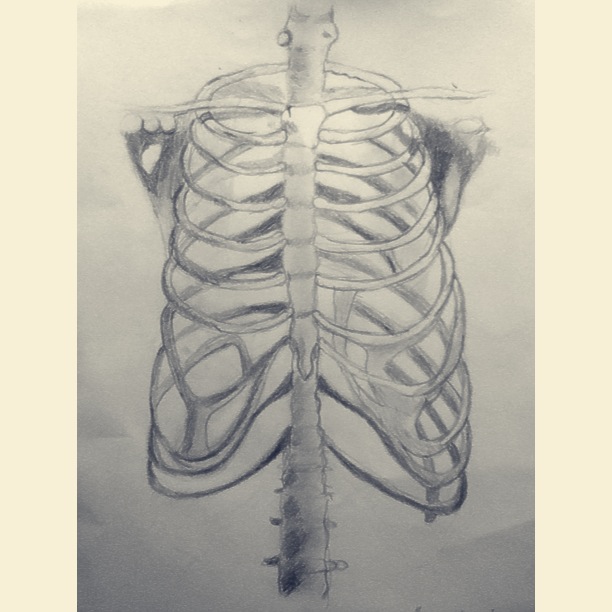 Rib Cage Drawing By Xxsherbetxx On Deviantart