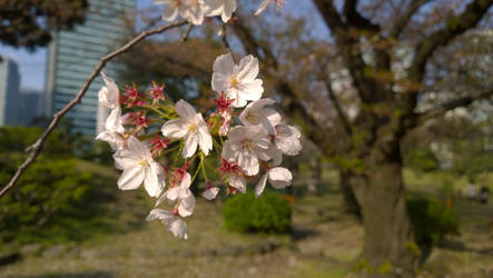 Cherry Blossom in Japan