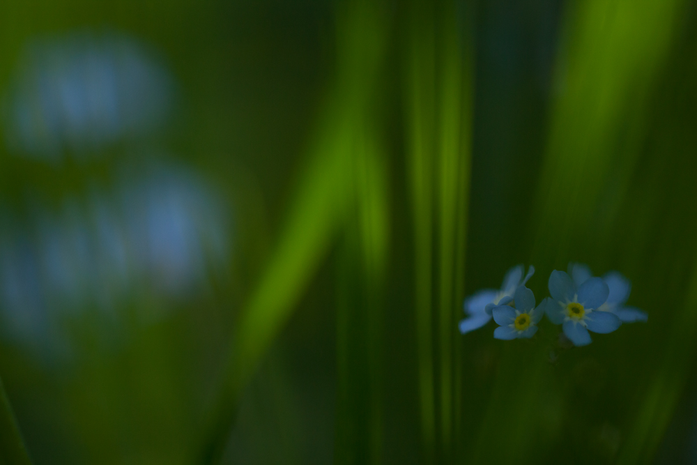 Forget-me-not II