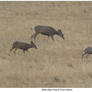 Mule Deer Doe and Twin Fawns