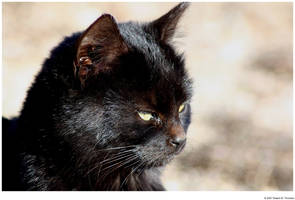 Profile of a Black Cat