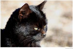 Profile of a Black Cat by hunter1828