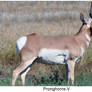 Pronghorns V