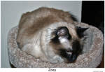 Zoey 003 by hunter1828