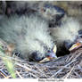 Baby Horned Larks