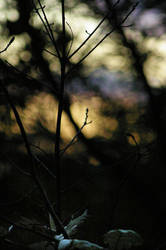 silhoutes of yellow and purple