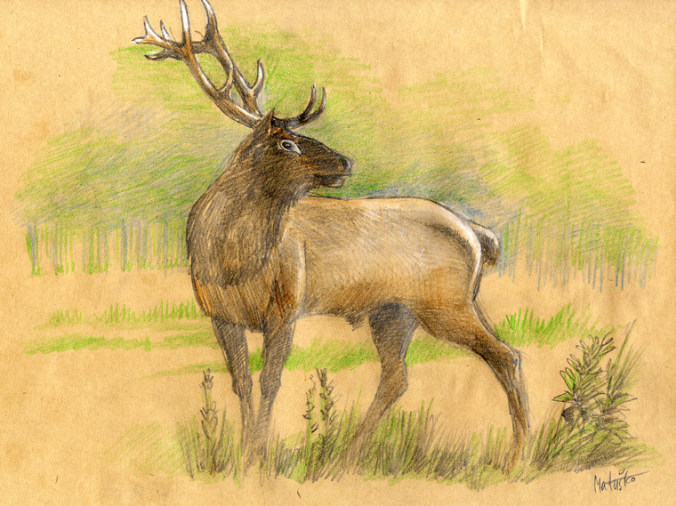 jelen - red deer