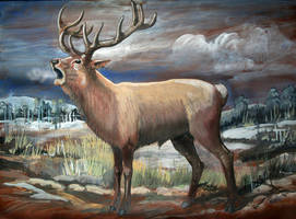 Jelen Red deer