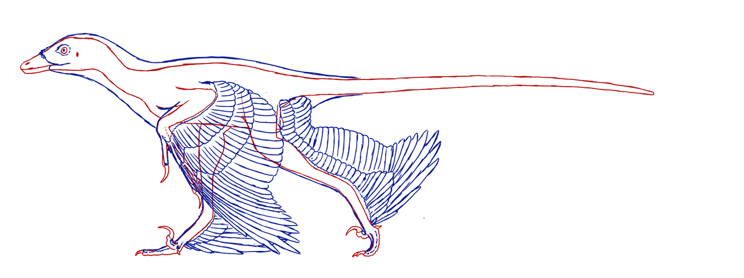 Microraptor WIP by KaprosuchusDragon on DeviantArt