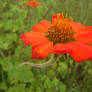 Fire Flower
