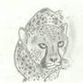 Realistic Cheetah