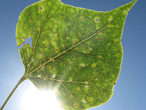 Leaf in the Sky