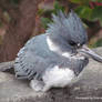 Belted Kingfisher Closeup