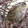 White-crowned Sparrow