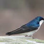 Tree Swallow Close-up