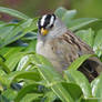 White-crowned Sparrow III