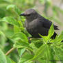 Brewer's Blackbird Moment