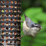 Red-breasted Nuthatch Dinner