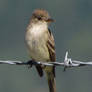 Barbed Wire Flycatcher
