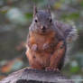 Squirrel On a Pedestal