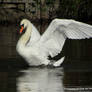 Poised Mute Swan