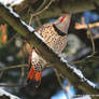 Snowbound Northern Flicker