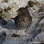 Fox Sparrow Snow Day