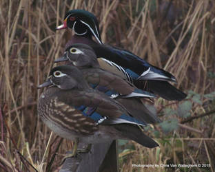 Wood Duck Trio by eaglesdarephoto