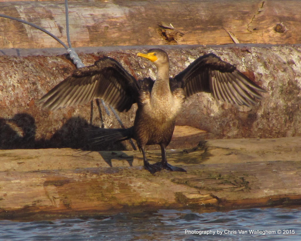 Lumberjack Cormorant