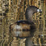 Grebe Marsh Reflection