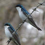 Barb Wire Swallow Duo