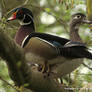 Wood Ducks, Opposing Views